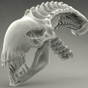 Alien-skull-3d-model