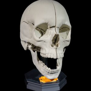 Human_Adult_Skull 3d stl