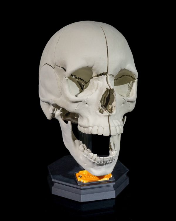 Human_Adult_Skull 3d stl